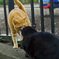 石神井公園の猫-12