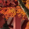 朱色と紅葉