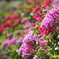 公園の花