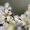 朝露とそばの花