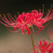 葉は花を見ず　花は葉を見ず・・・