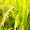 201408_16_1 (1 - 4)