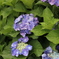 五月雨の紫陽花