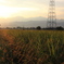 朝露の稲穂と連峰よりの光