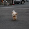 とつげき～～～！！