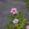 庭に咲く花