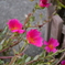庭に咲く花③