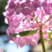 紫陽花