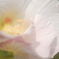 酔芙蓉