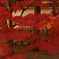 紅屏風
