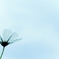 White Cosmos