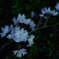 A Branch