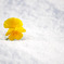 黄色と雪と
