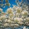 Sakura 2008