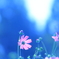 Pure feelings