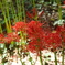 彼岸花４