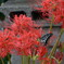 彼岸花