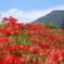 丹沢大山と彼岸花