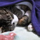 夢の中　その2