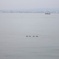 海を渡る鴨
