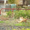 猫色の世界