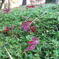 京都南禅寺苔と紅葉