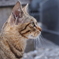 猫　横顔