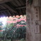 京都大徳寺高桐院門