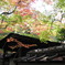 京都大徳寺高桐院屋根苔