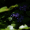 紫陽花