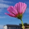 Cosmos