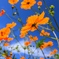 flowerrrrrrrrrr