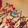 春採湖の野鳥-8534