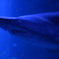 すみだ水族館