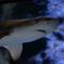 すみだ水族館