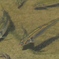 オイカワ