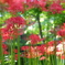 vivid colors