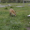 「2014北海道」北の動物達3