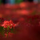 花に染まる 二