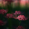 Colors of autumn "Crimson" vol.1