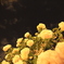 黄　薔薇　夜