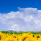 夏
