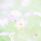 コスモス 01