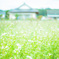 蕎麦の花