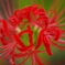 曼珠沙華