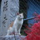 猫と彼岸花