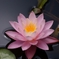 睡蓮