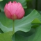 蓮