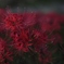 彼岸花。