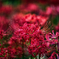 Colors of autumn "Crimson" vol.3